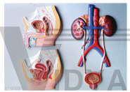 The relief model of male & female urogenital system